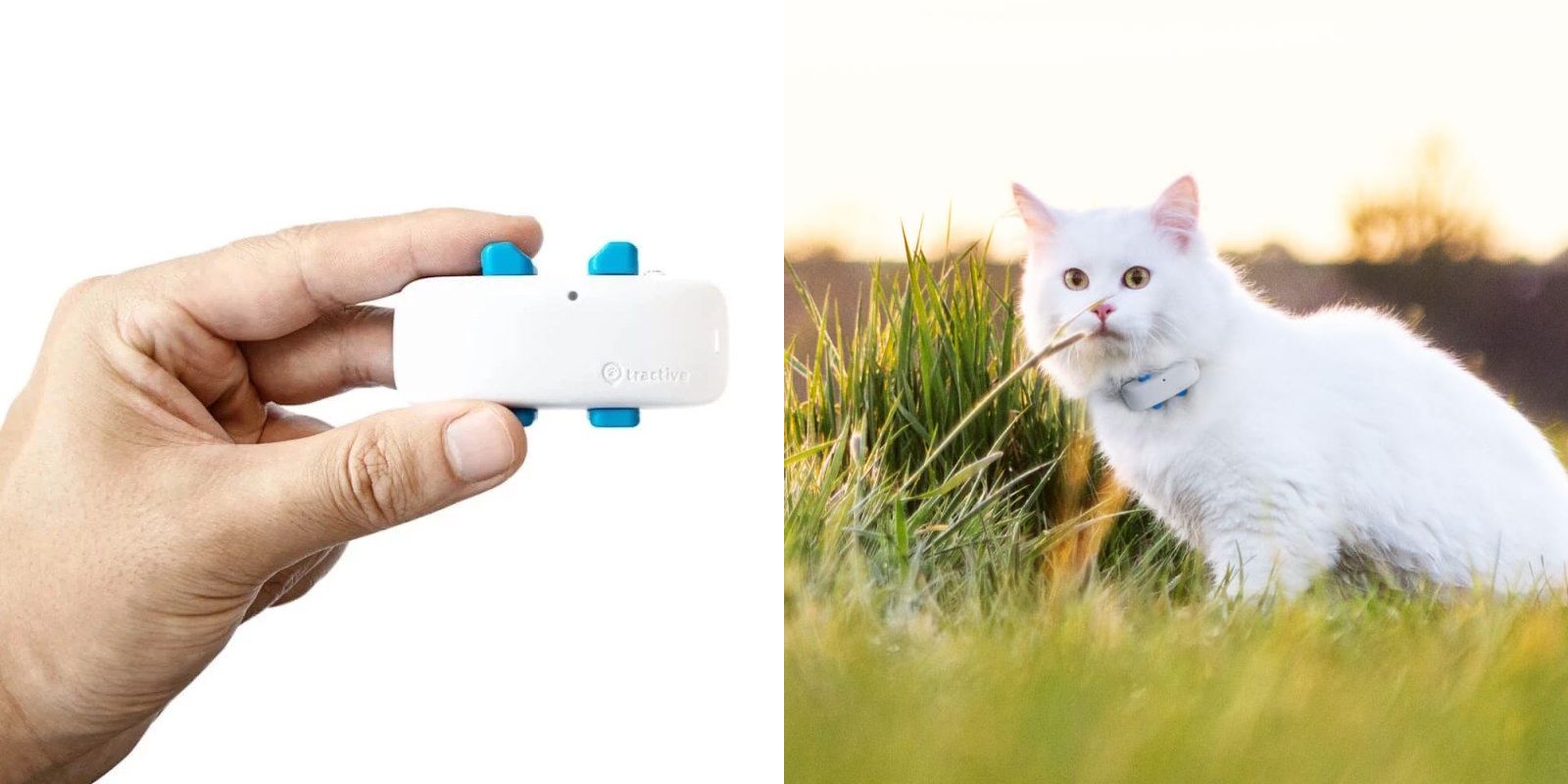 Cat tracking chip implant