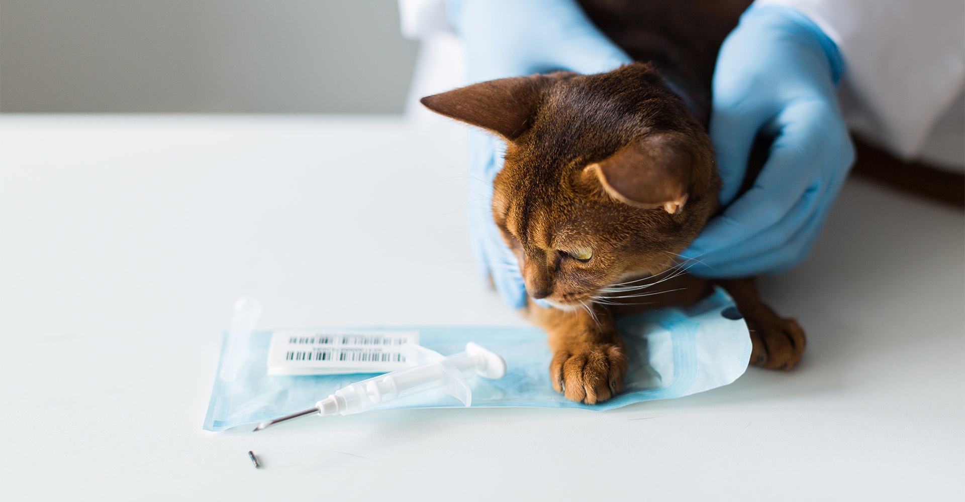 Puce électronique chat