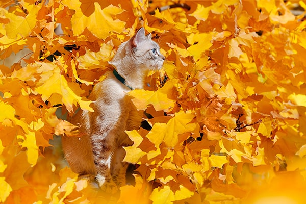 Break away cat collar