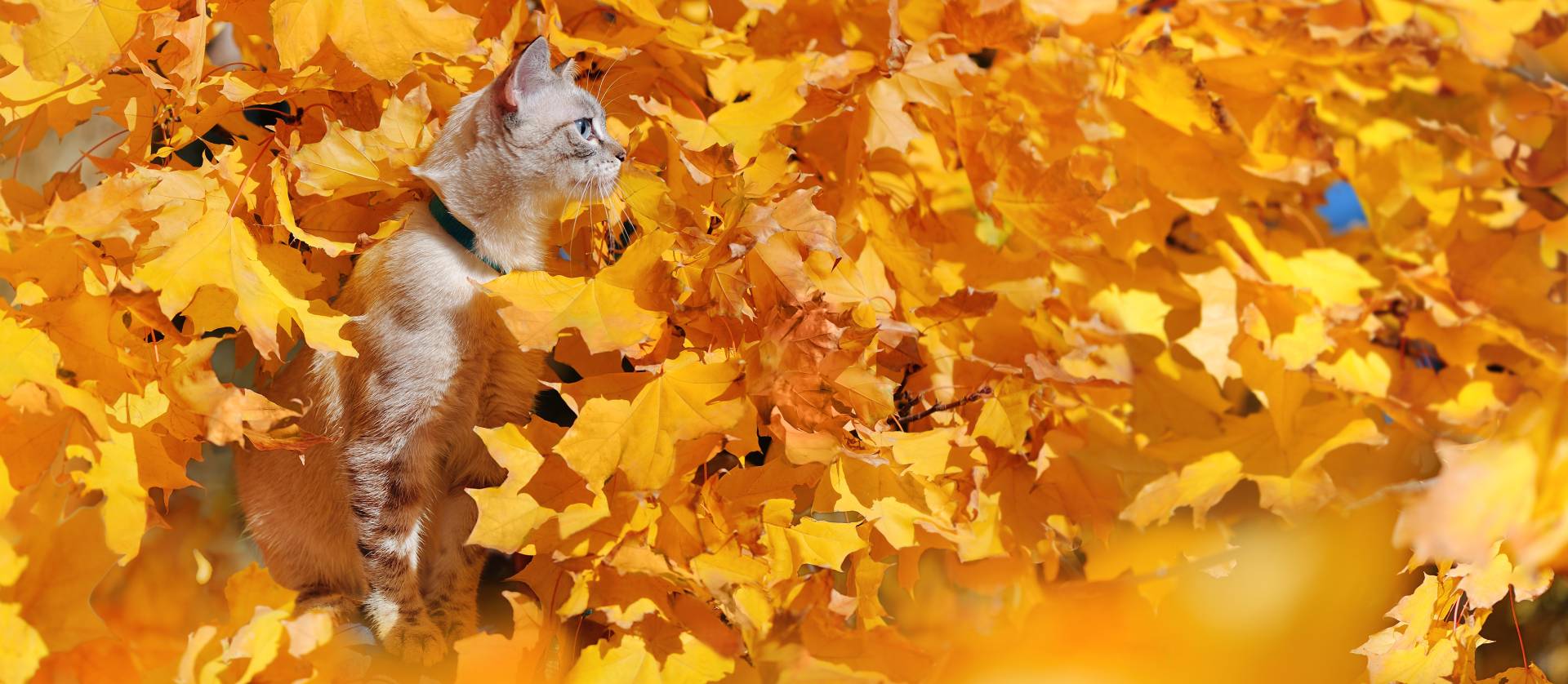 Breakaway cat collar