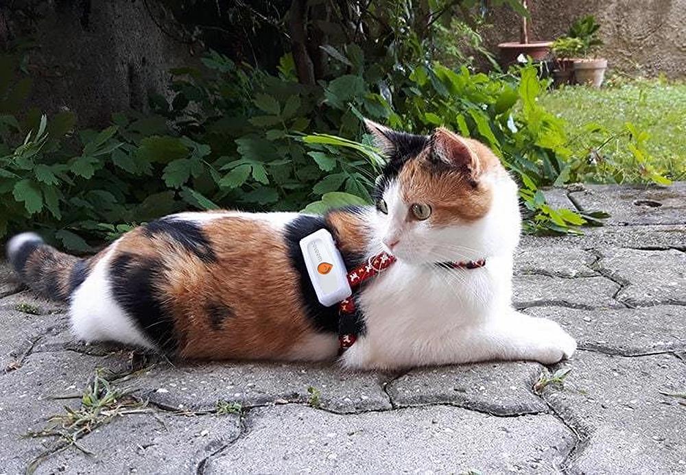 Cat harness fitted with a Weenect GPS tracker
