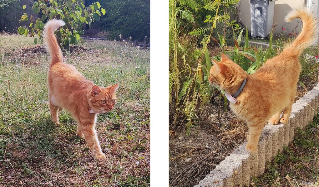 Weenect cats gps device for cats