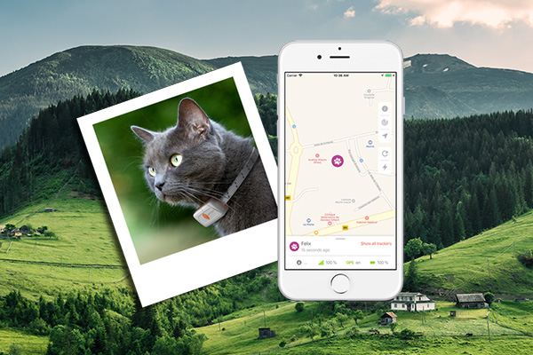Weenect XS Cat Tracker Review