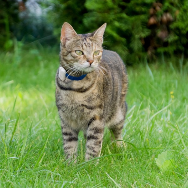 Best cat tracker for rural areas