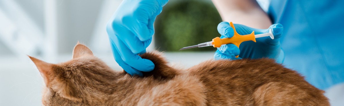 Cat microchipping cost
