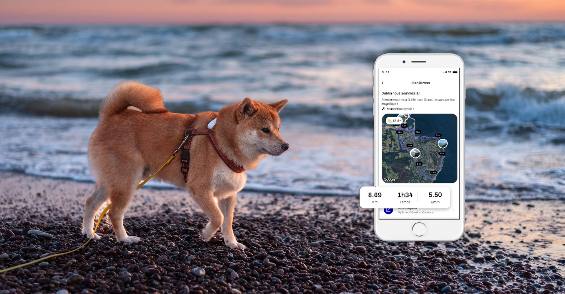 Collier GPS chien sans abonnement