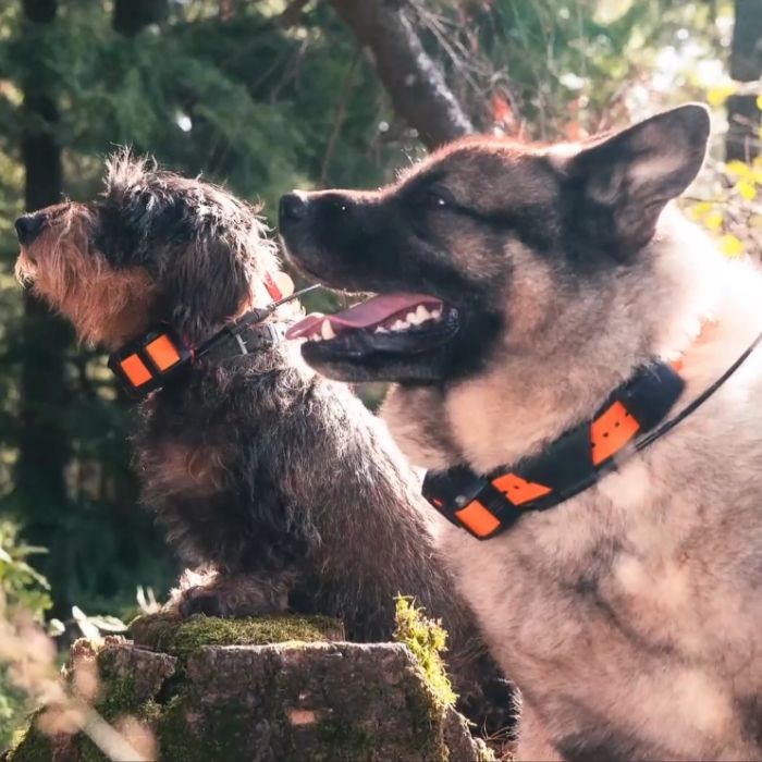 GPS chien sans abonnement Decathlon
