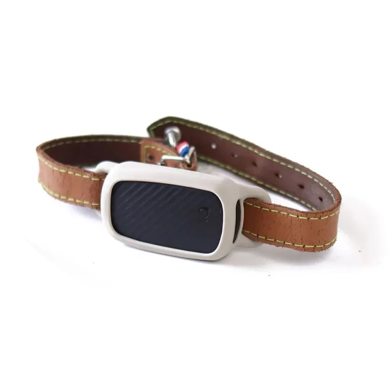 Meilleur GPS chien sans abonnement