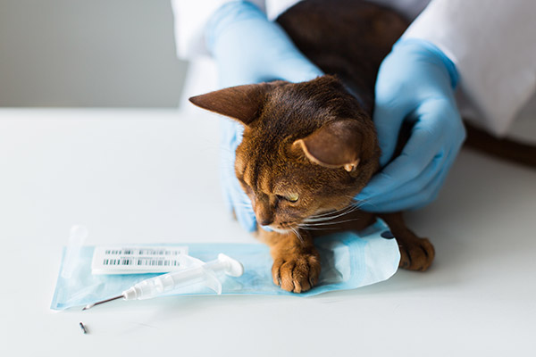 Microchipping your cat