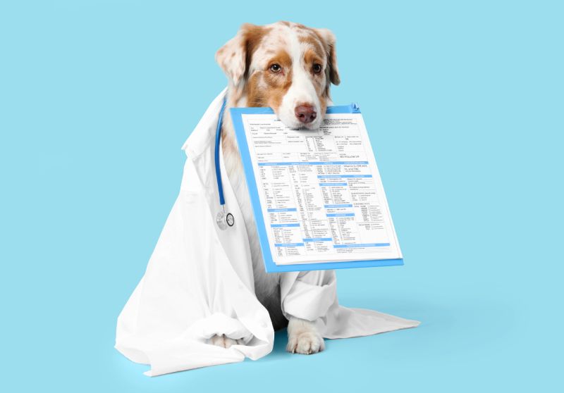 Mutuelle pour chiens