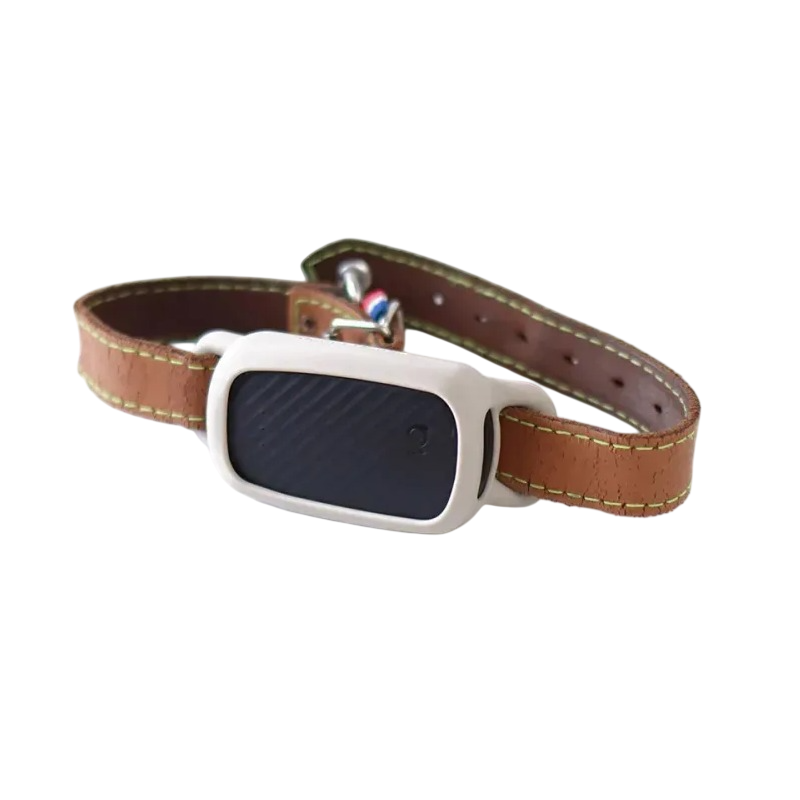 Jagger Lewis meilleur collier GPS chien sans abonnement