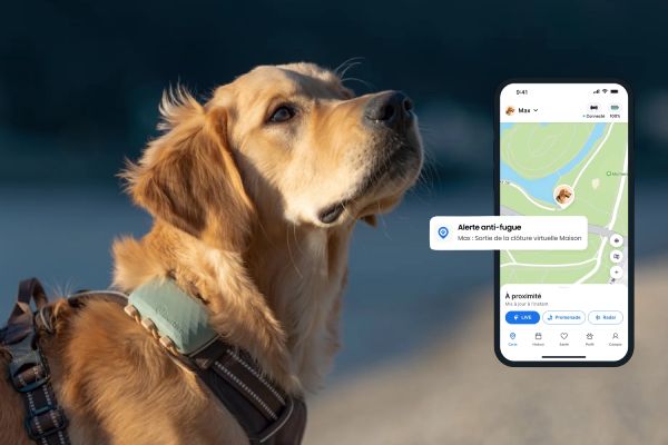 Meilleur collier pour GPS chien