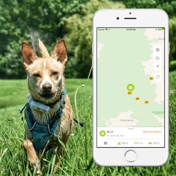 Meilleur gps chien